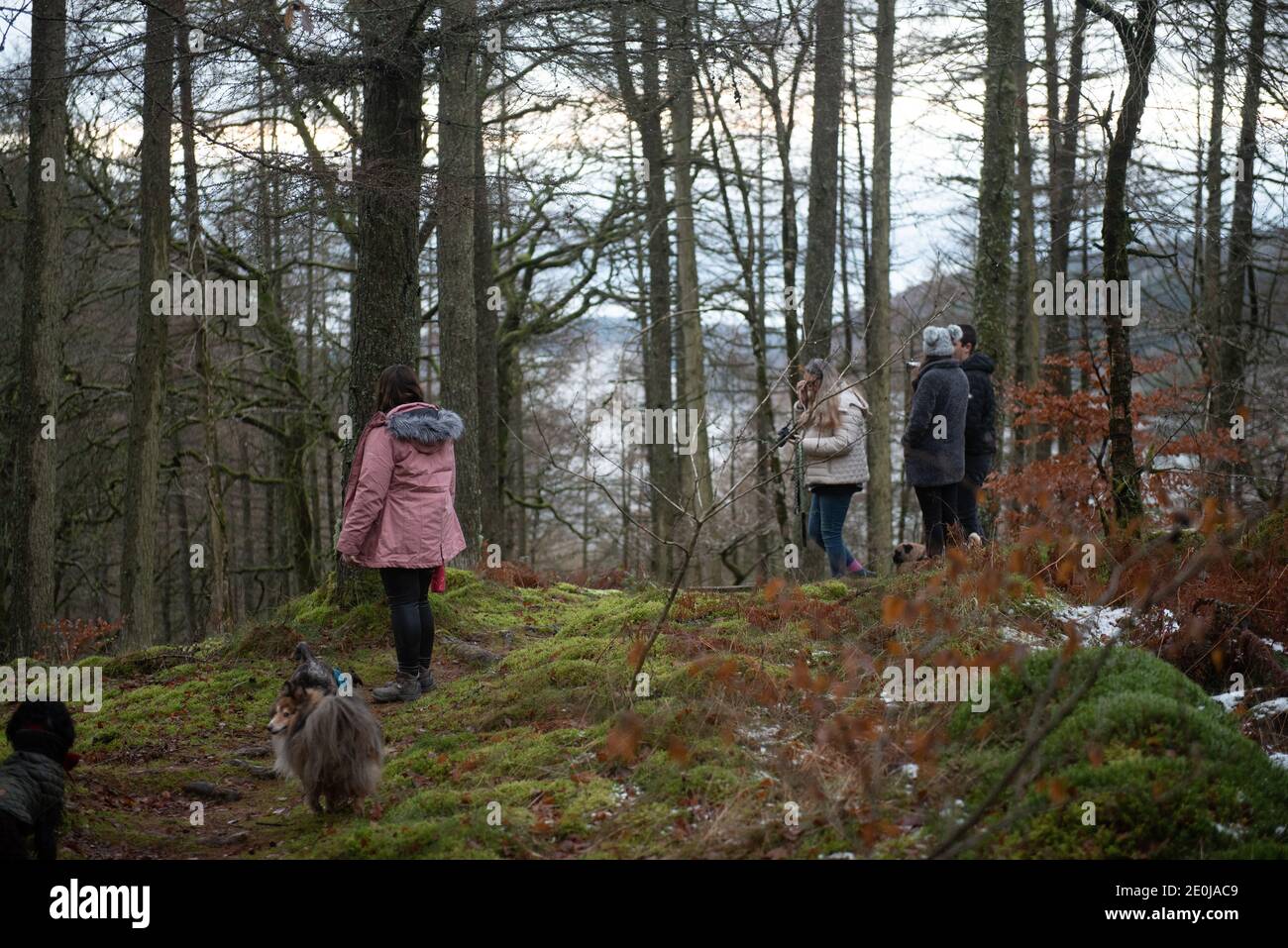 Mountainscapes, Pine Trees in the mist... welsh mountain