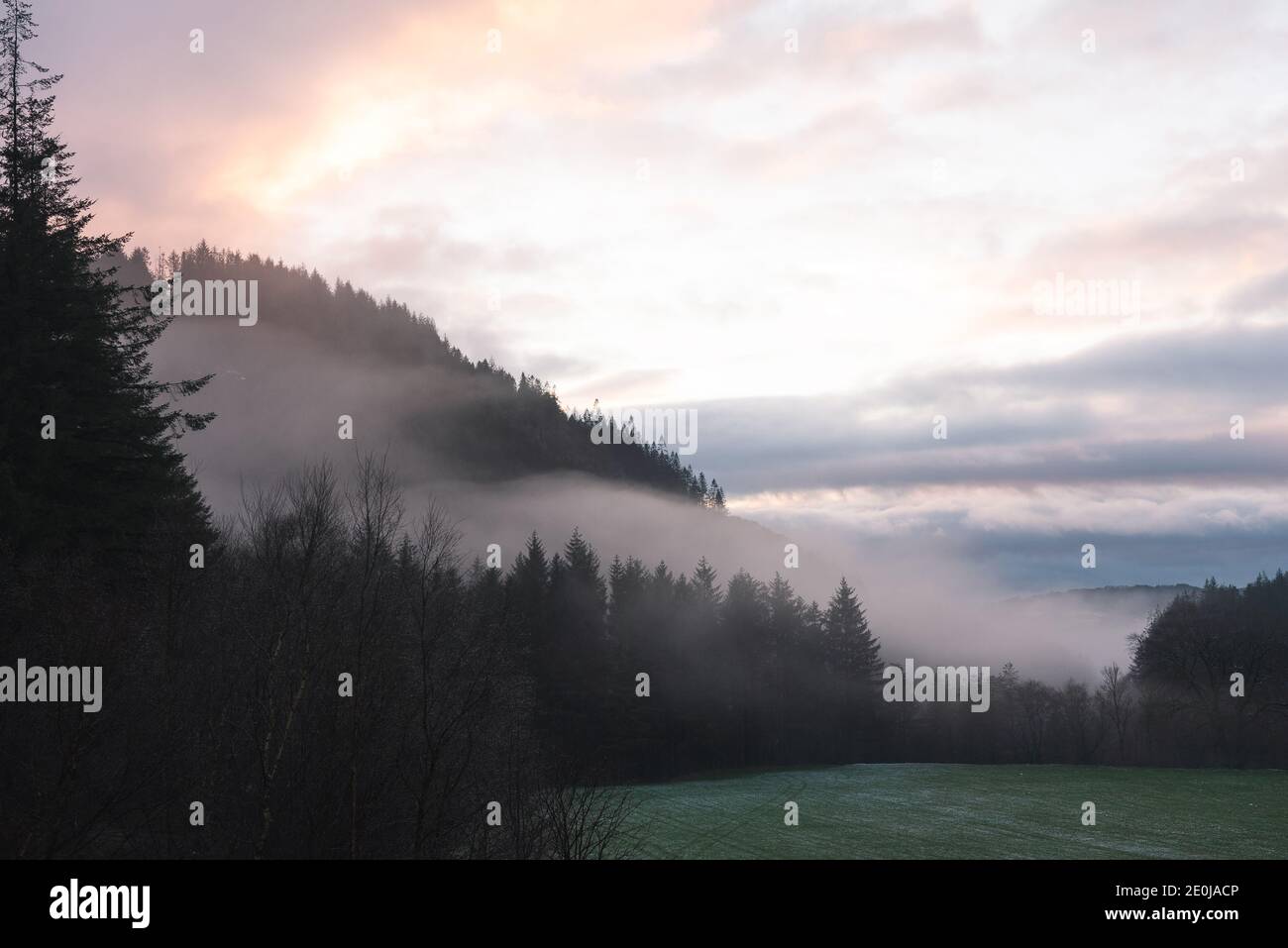 Mountainscapes, Pine Trees in the mist... welsh mountain