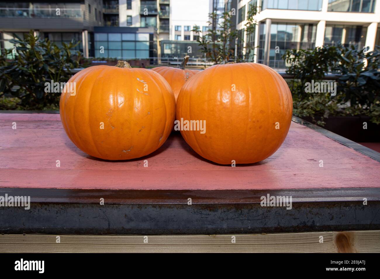 Three orange pumpkins on a pink background Stock Photo