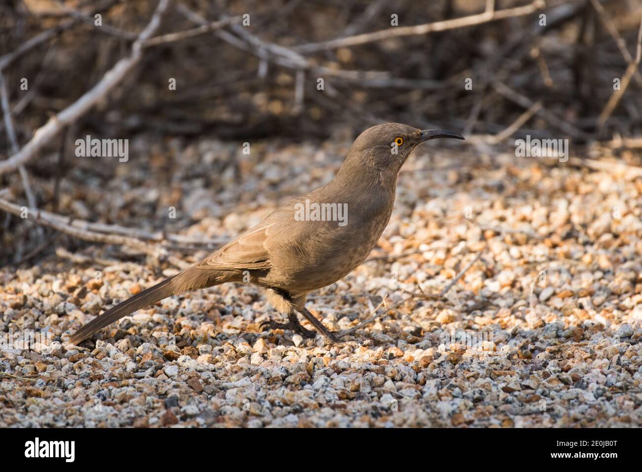 Curve-billed Thrashers are a non-migratory bird of the Southwest. They are an insect eater and also quite noisy at times. Stock Photo