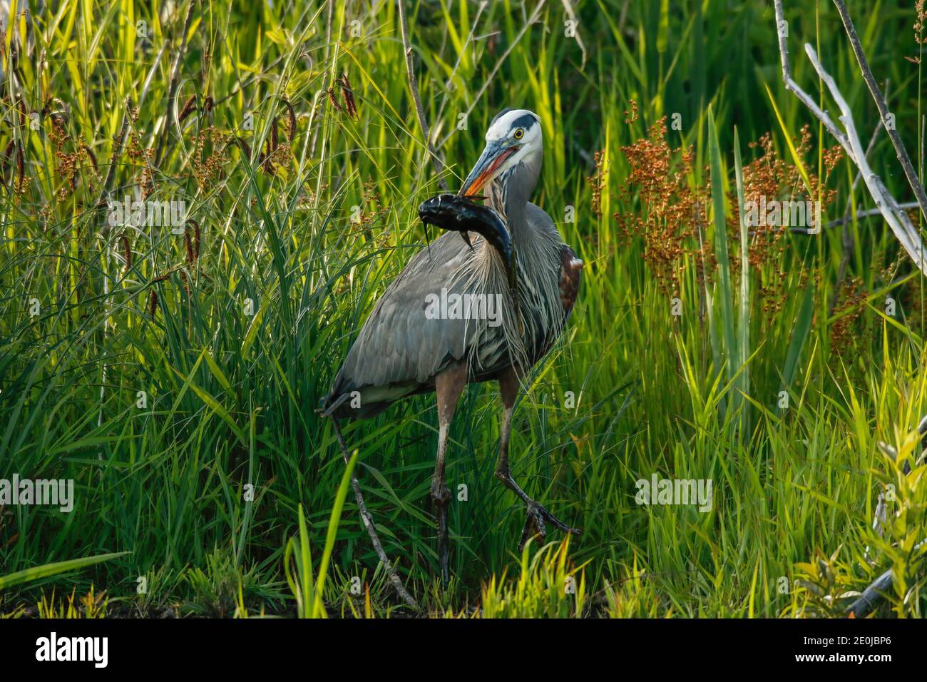 Great Blue Heron with a catfish. Stock Photo
