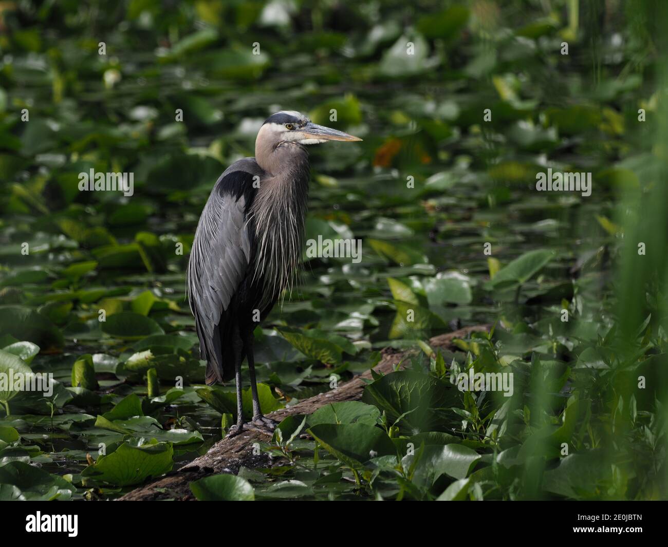 Great Blue Heron in a wetland. Stock Photo