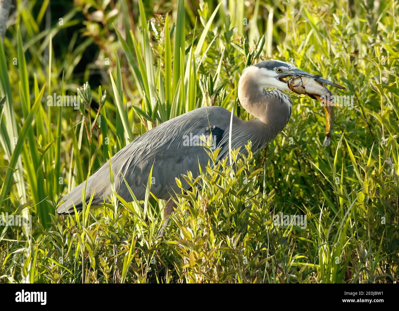 Great Blue Heron with a catfish. Stock Photo