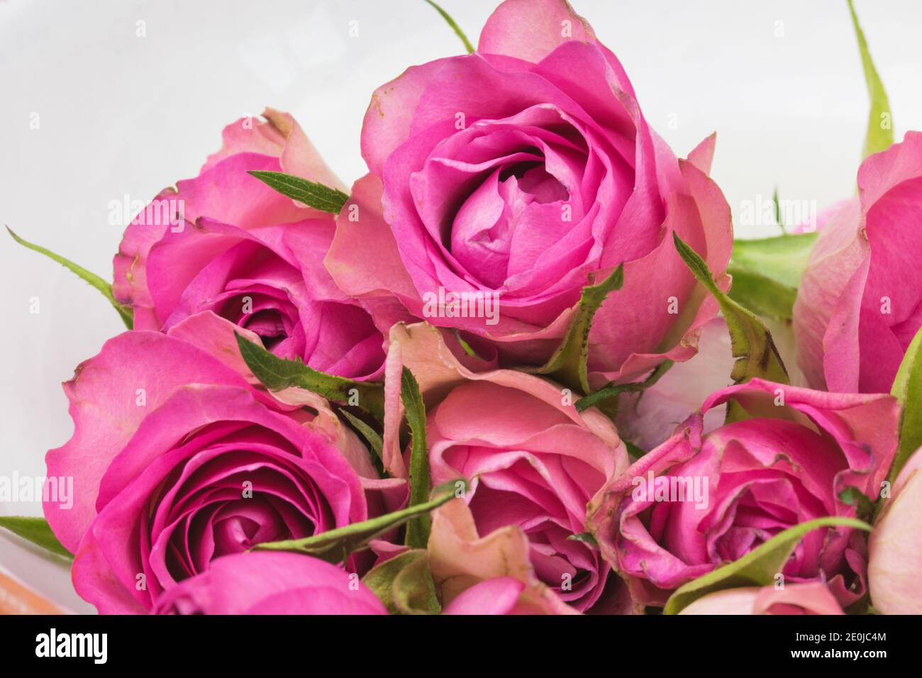 Roses a present for Valentine's Day and also for a birthday. Stock Photo