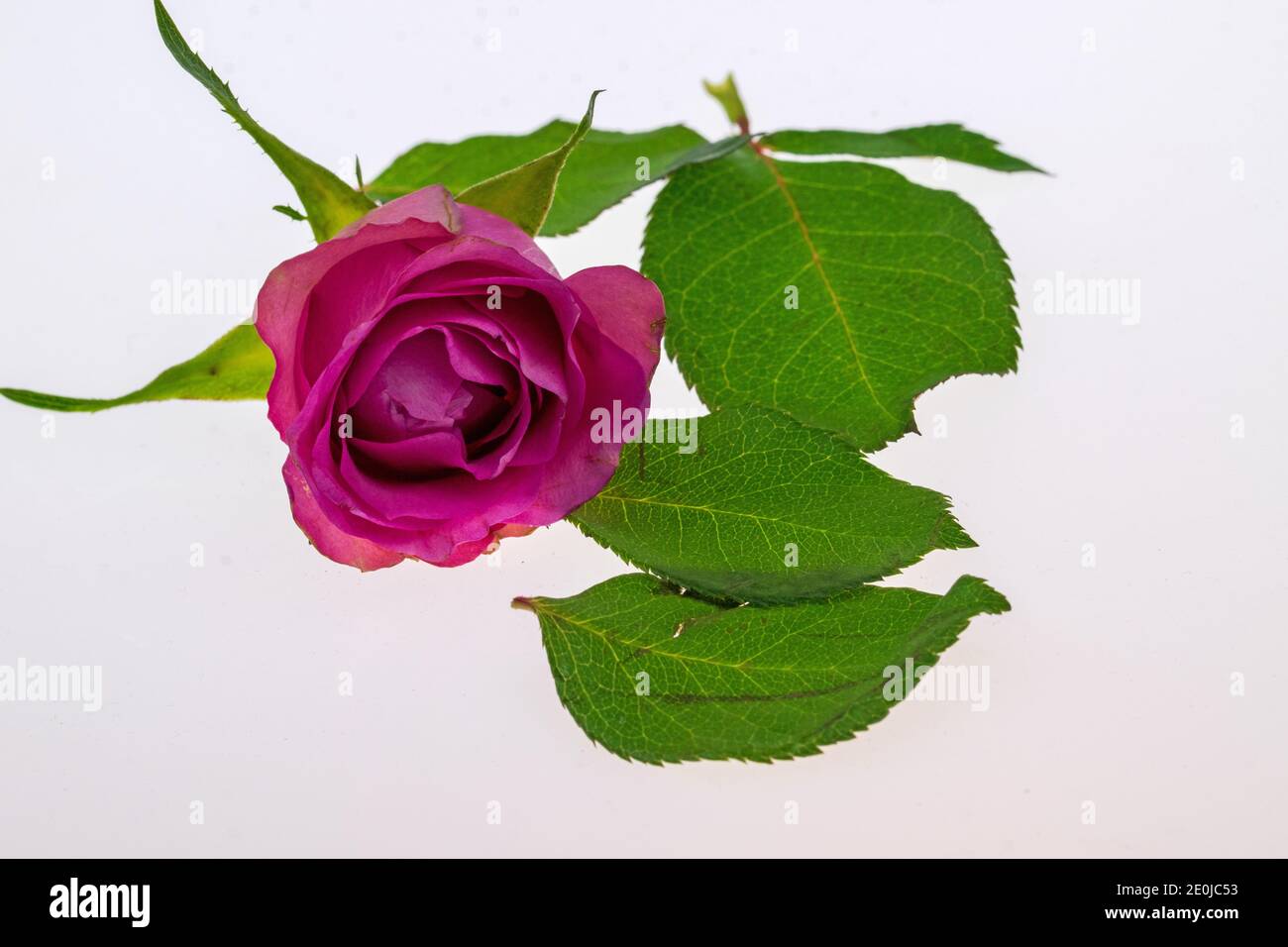 Roses a present for Valentine's Day and also for a birthday. Stock Photo
