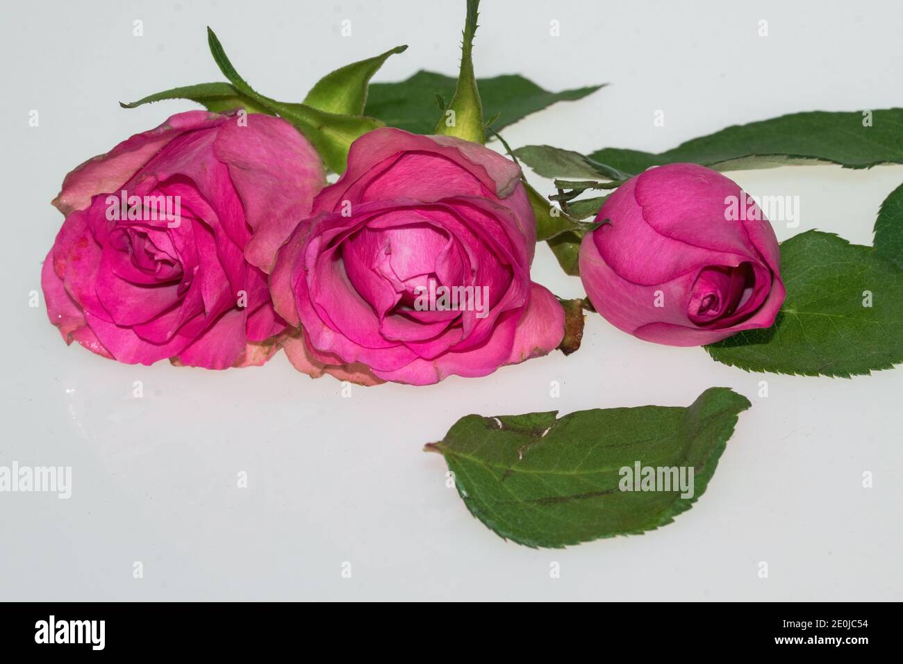 Roses a present for Valentine's Day and also for a birthday. Stock Photo