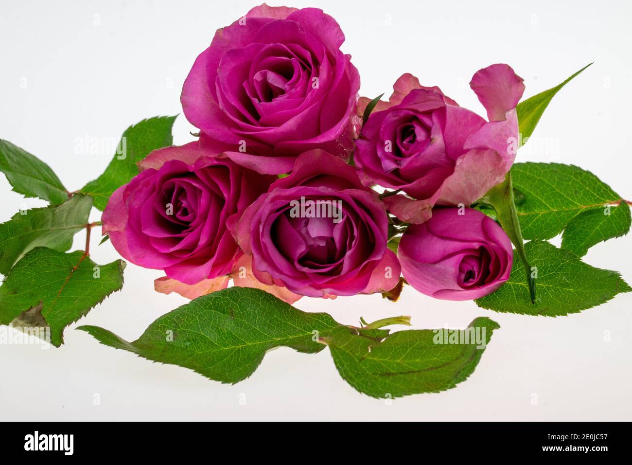 Roses a present for Valentine's Day and also for a birthday. Stock Photo