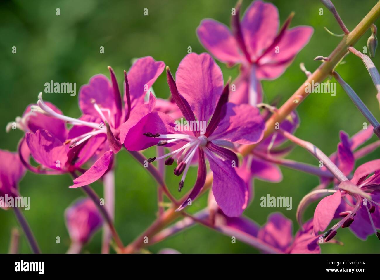Bright violet fireweed flowers. Bright violet bloom of a fireweed close-up. Stock Photo