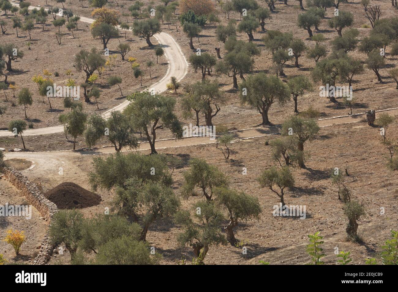 Olive trees on Mount of Olives in Jerusalem in Israel during hot summer