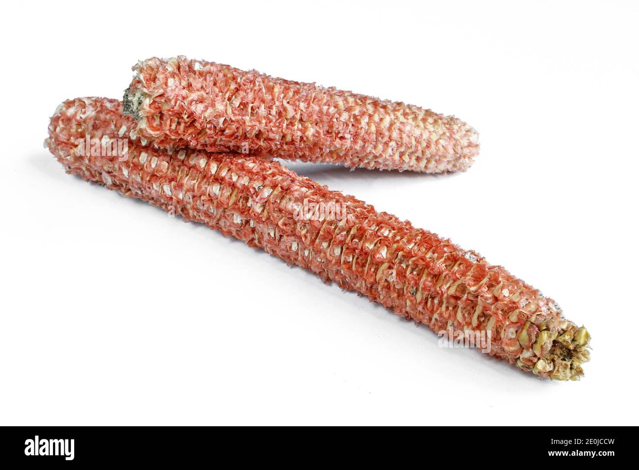 Seedless corn cobs isolated on white background.Red empty cornsticks Stock Photo
