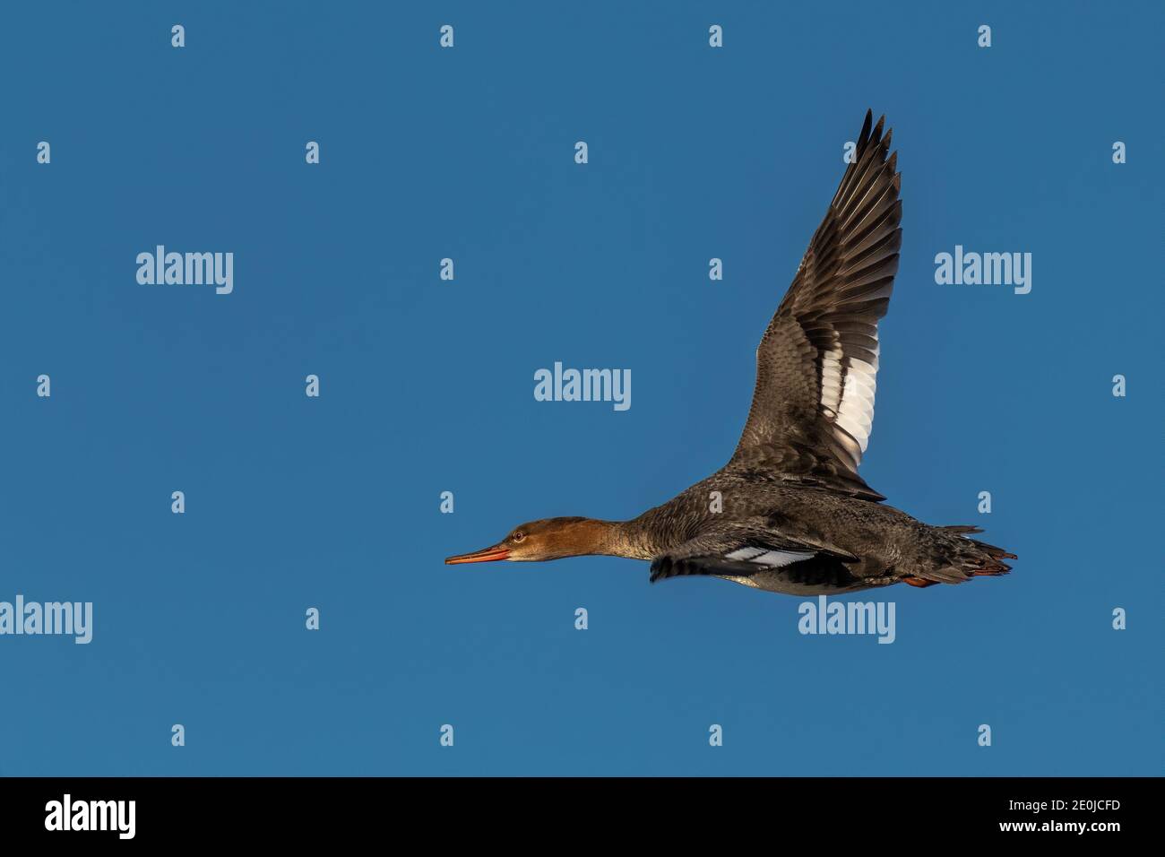 common merganser flying over water Stock Photo