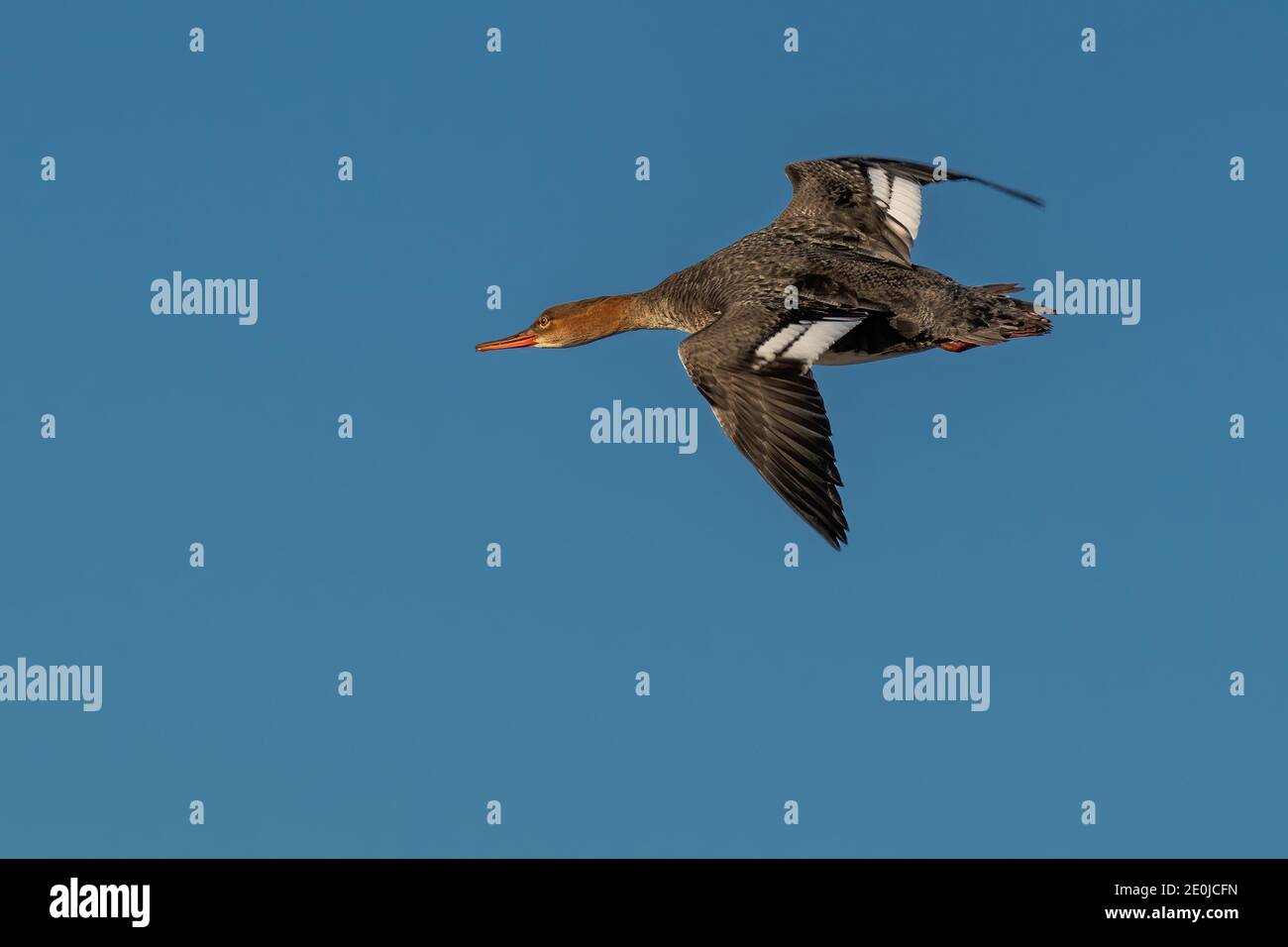 common merganser flying over water Stock Photo