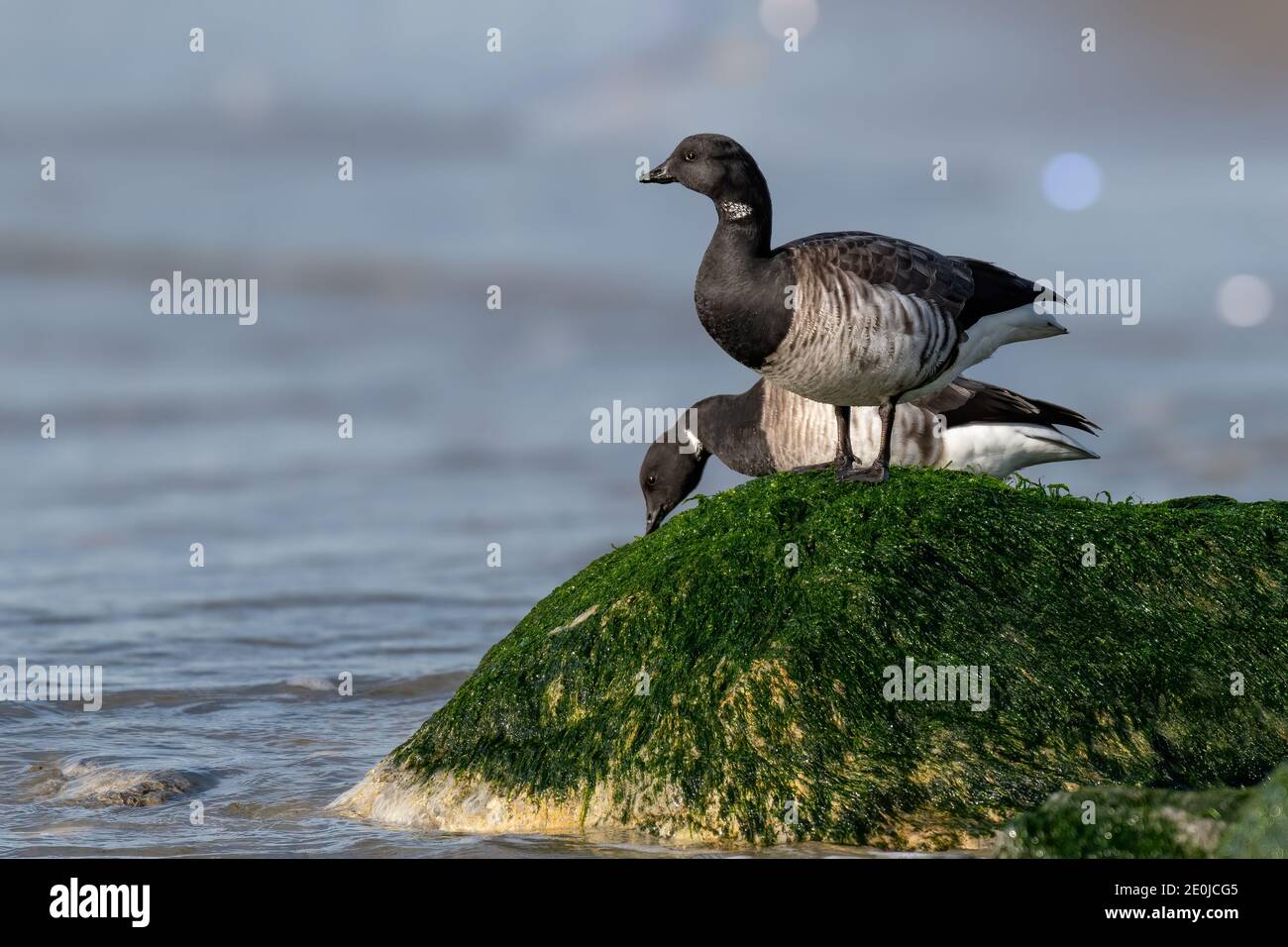 Atlantic Brant Goose, sharp, detailed portrait, on the New Jersey coast Stock Photo