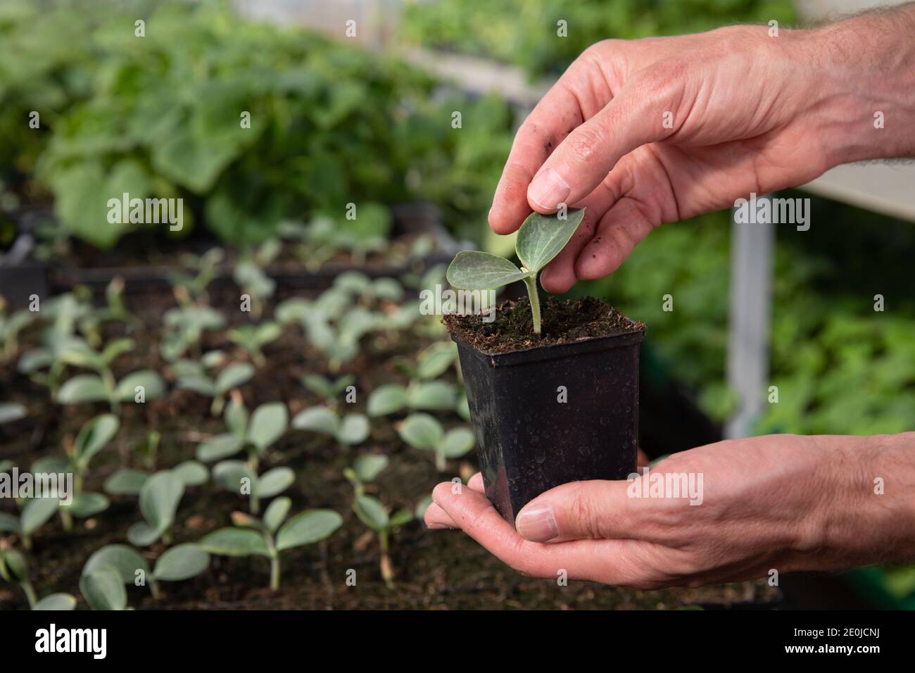 Close up of man farmer hands holding a pot with cucumber seedlings in hothouse. Stock Photo