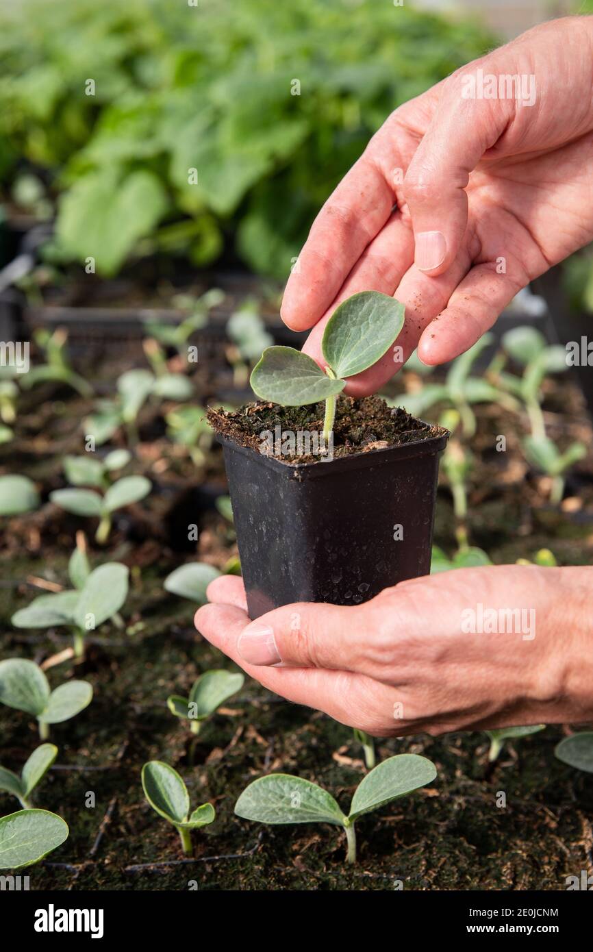 Close up of man farmer hands holding a pot with cucumber seedlings in hothouse. Stock Photo