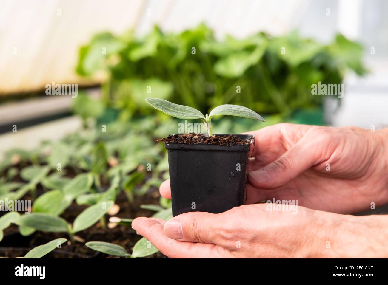 Close up of man farmer hands holding a pot with cucumber seedlings in hothouse. Stock Photo