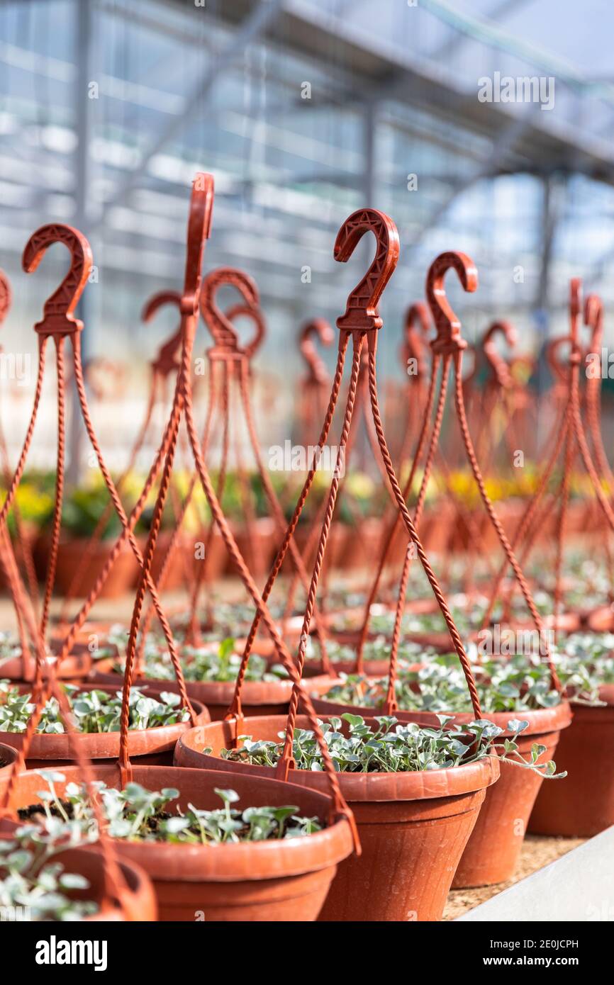 Hanging plastic pots with young flower plants growing in greenhouse