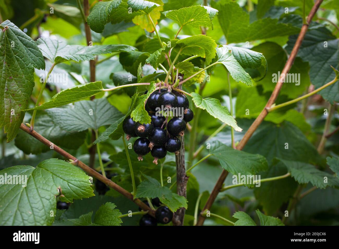My home-garden organic produce. Blackcurrants (Ribes nigrum). Stock Photo