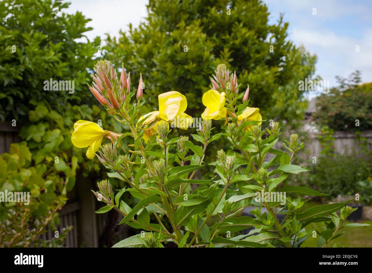 A look at New Zealand. My homegarden organic produce. Evening Primrose