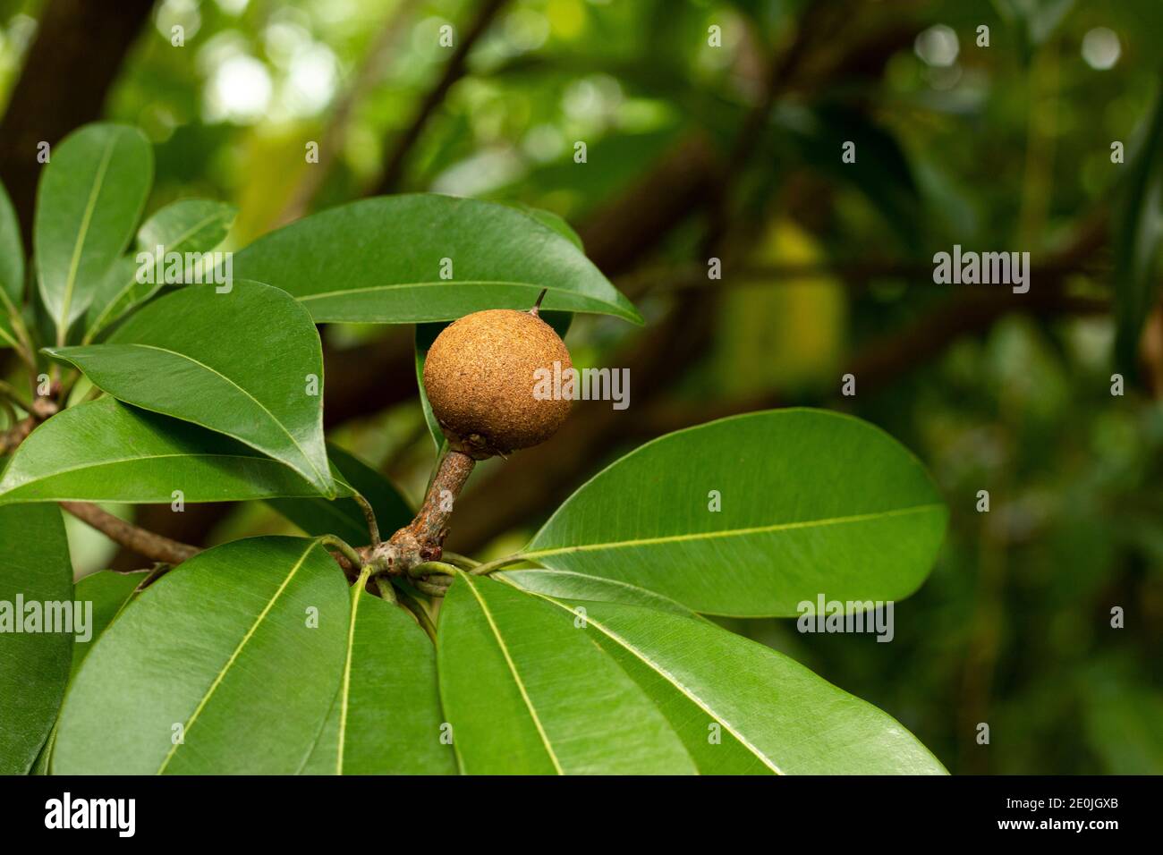 Chico Tree Image Sunlight on sapodilla leaf hi-res stock photography and images - Alamy