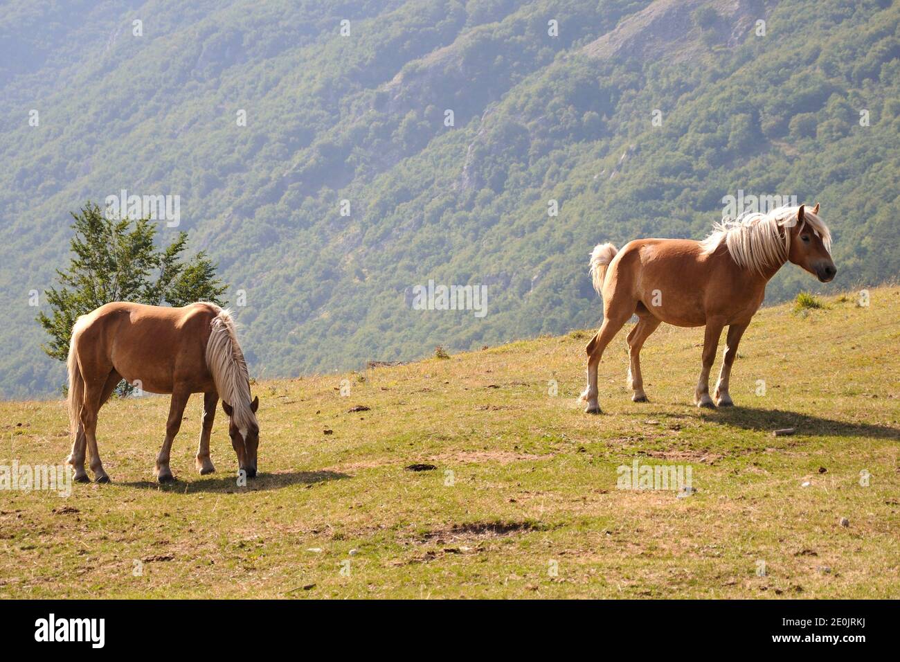 Two horses eating grass in a mountain pasture in the Monti Sibillini National Park. Pintura di Bolognola, Macerata, Marche region, Italy. Stock Photo