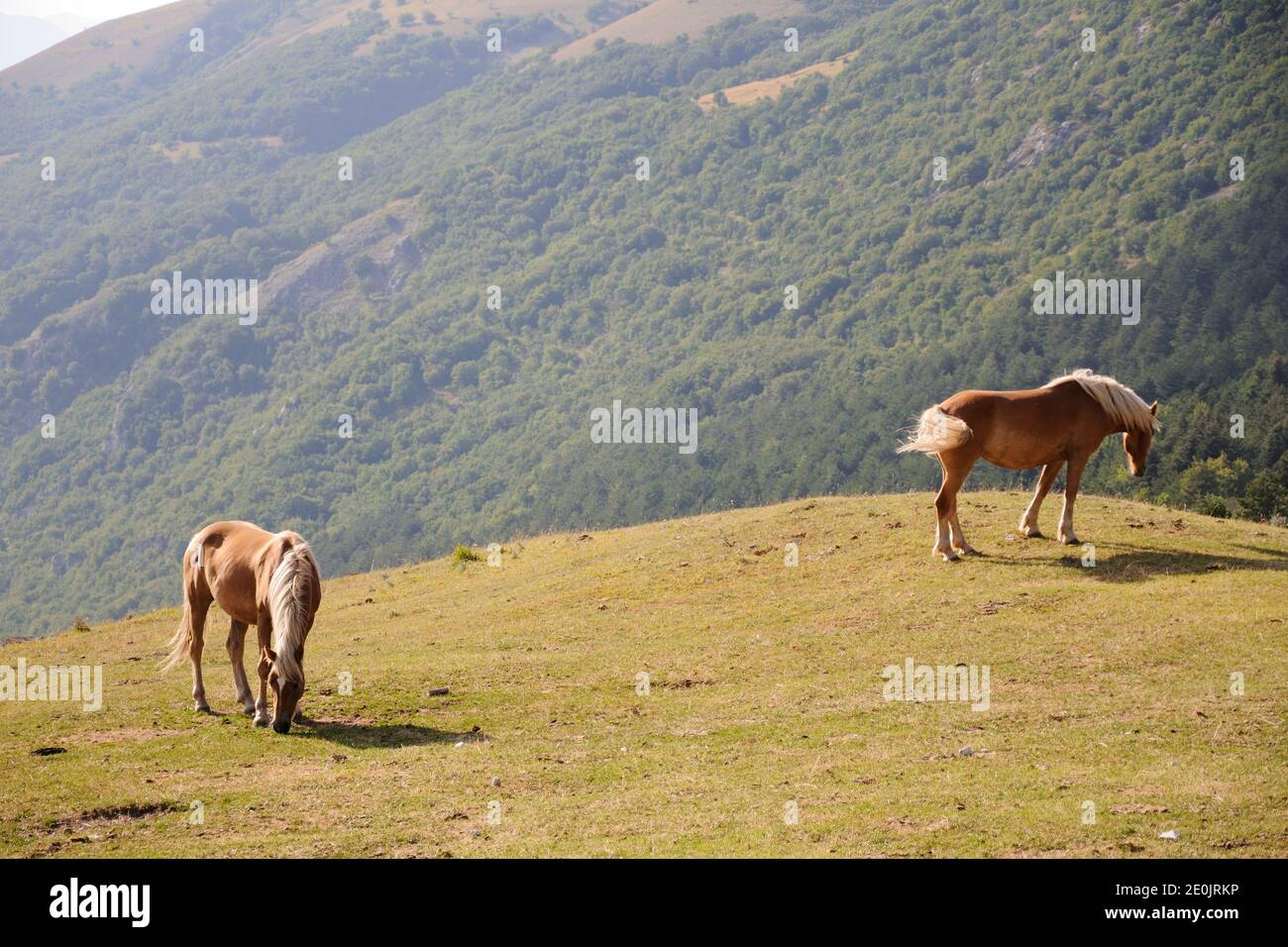 Two horses eating grass in a mountain pasture in the Monti Sibillini National Park. Pintura di Bolognola, Macerata, Marche region, Italy. Stock Photo