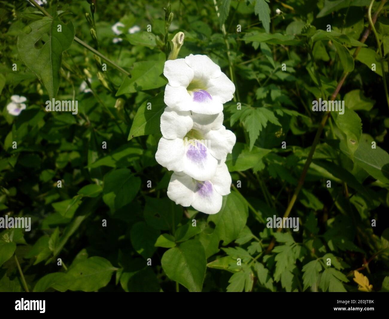 White and light purple mixed three rare wild flower top on each other Stock Photo