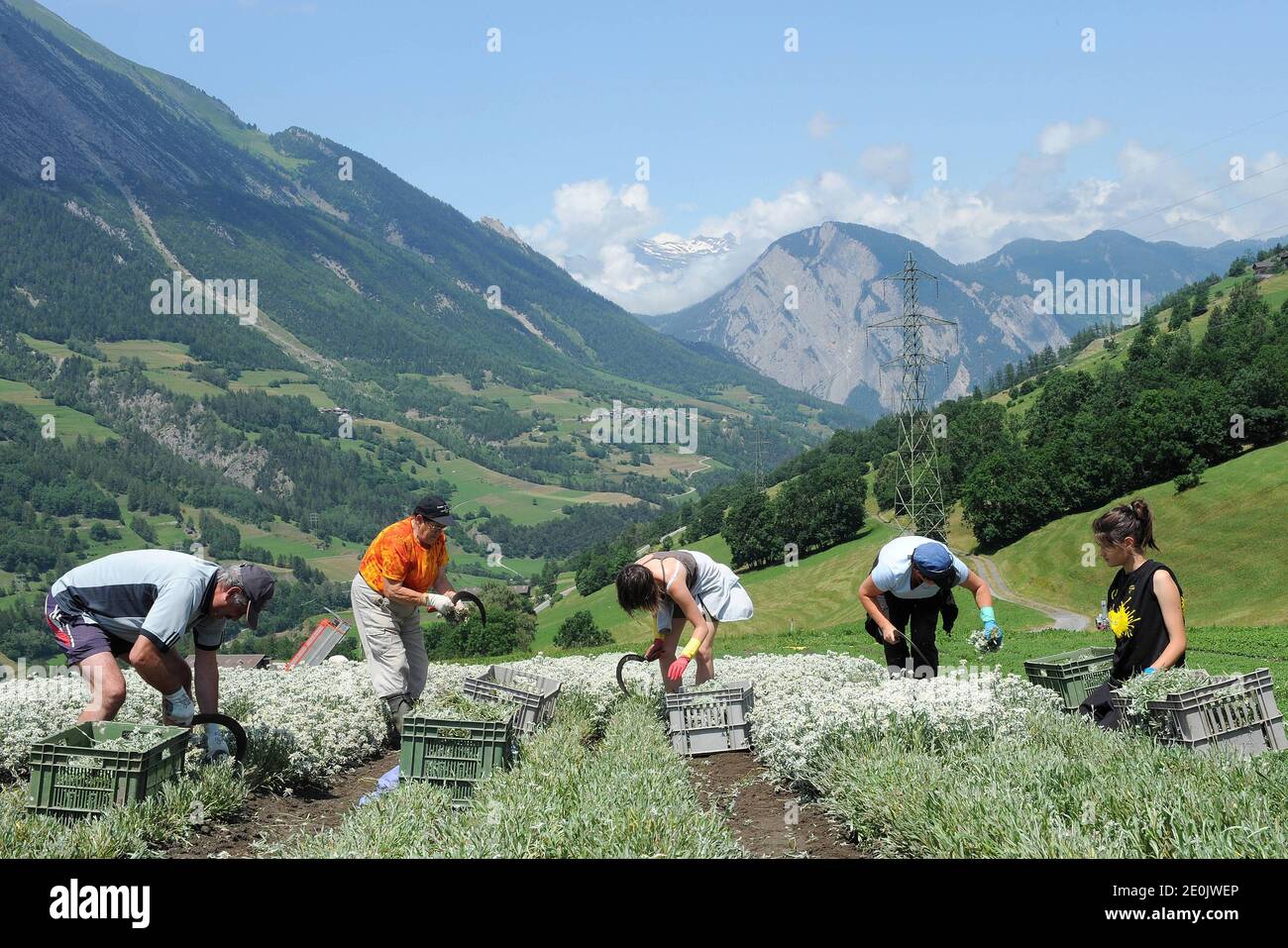 EXCLUSIVE. The Tornay family during the Edelweiss harvest in their field, the only edelweiss field existing in the Valais region, in Orsieres, Switzerland on July 3, 2012. Photo by Jean-Guy Python/ABACAPRESS.COM Stock Photo