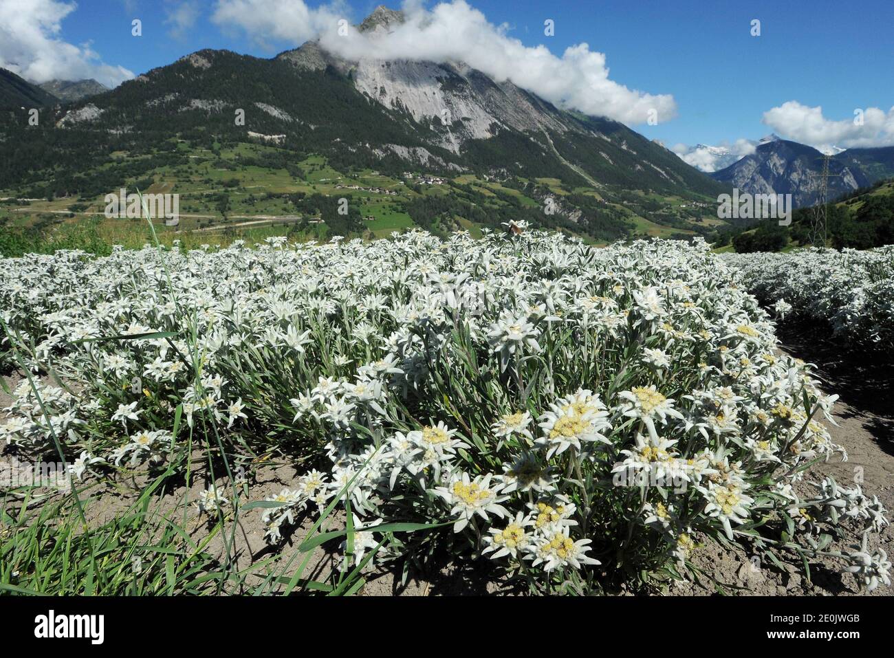 EXCLUSIVE. A view of the only edelweiss field existing in the Valais region during the harvest, in Orsieres, Switzerland on July 3, 2012. The field belongs to the Tornay family. Photo by Jean-Guy Python/ABACAPRESS.COM Stock Photo