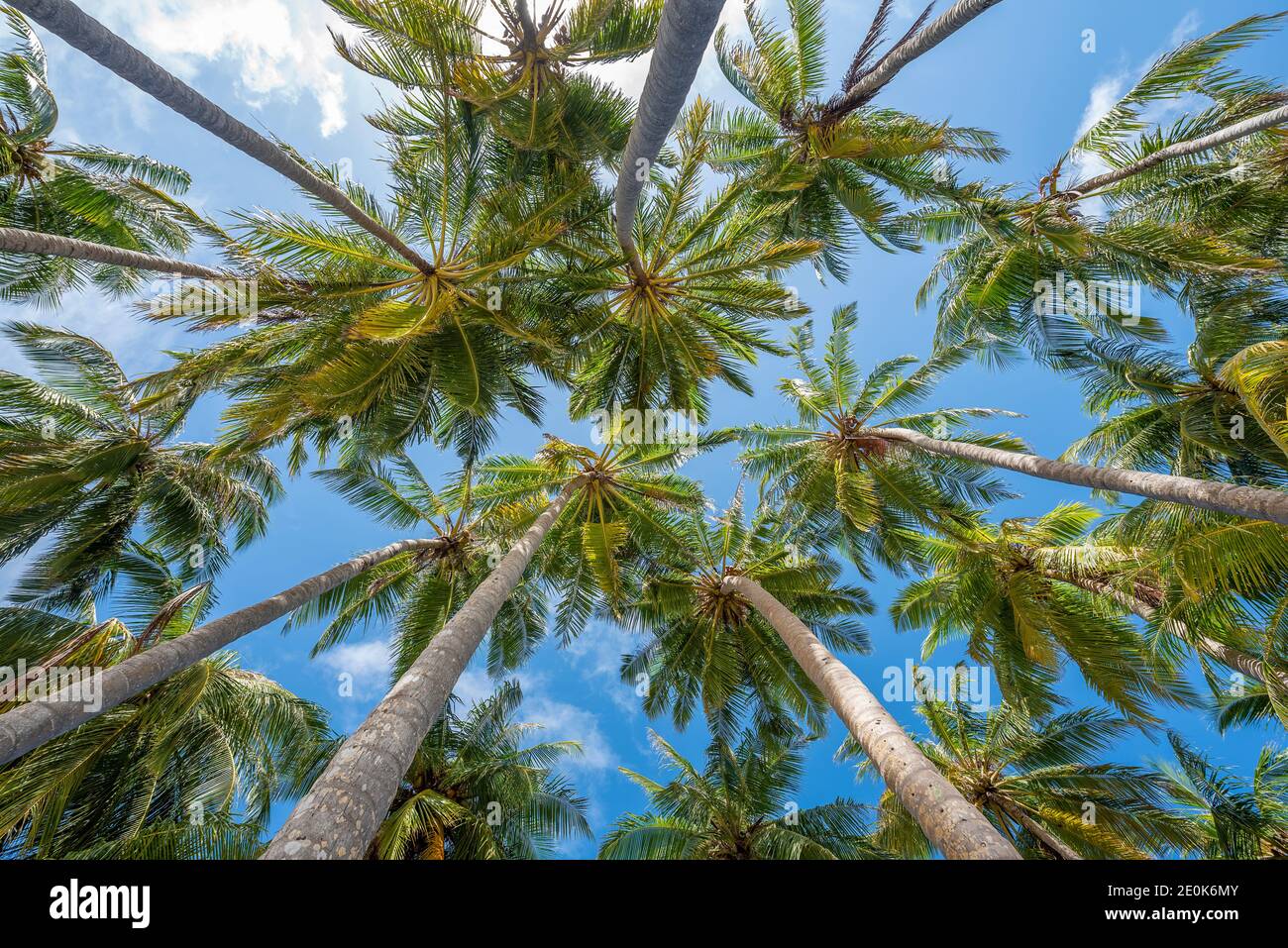 Coconut palm trees on the beach at Lankanfinolhu island, Maldives Stock Photo