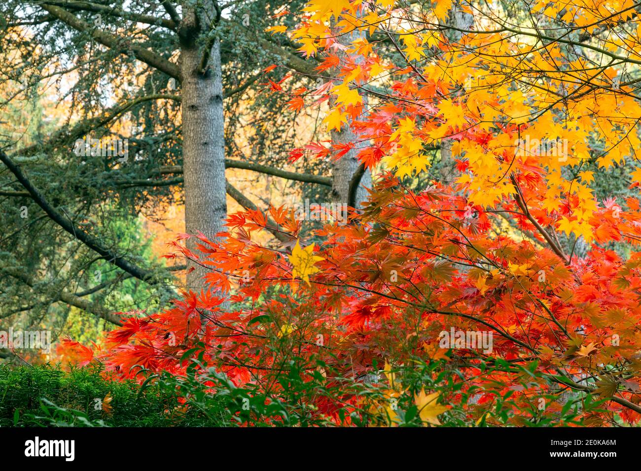 WA18938-00...WASHINGTON - Contrasting fall colored maple leaves at Kubota Garden, a Seattle city park. Stock Photo