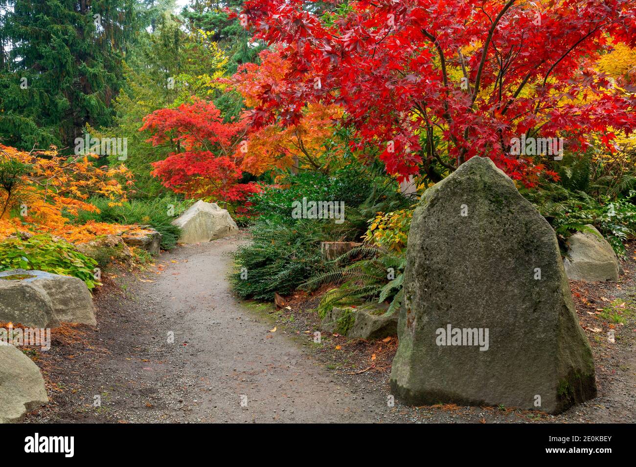 WA18946-00...WASHINGTON - Autunm at Kabota Garden, a Seattle city park. Stock Photo