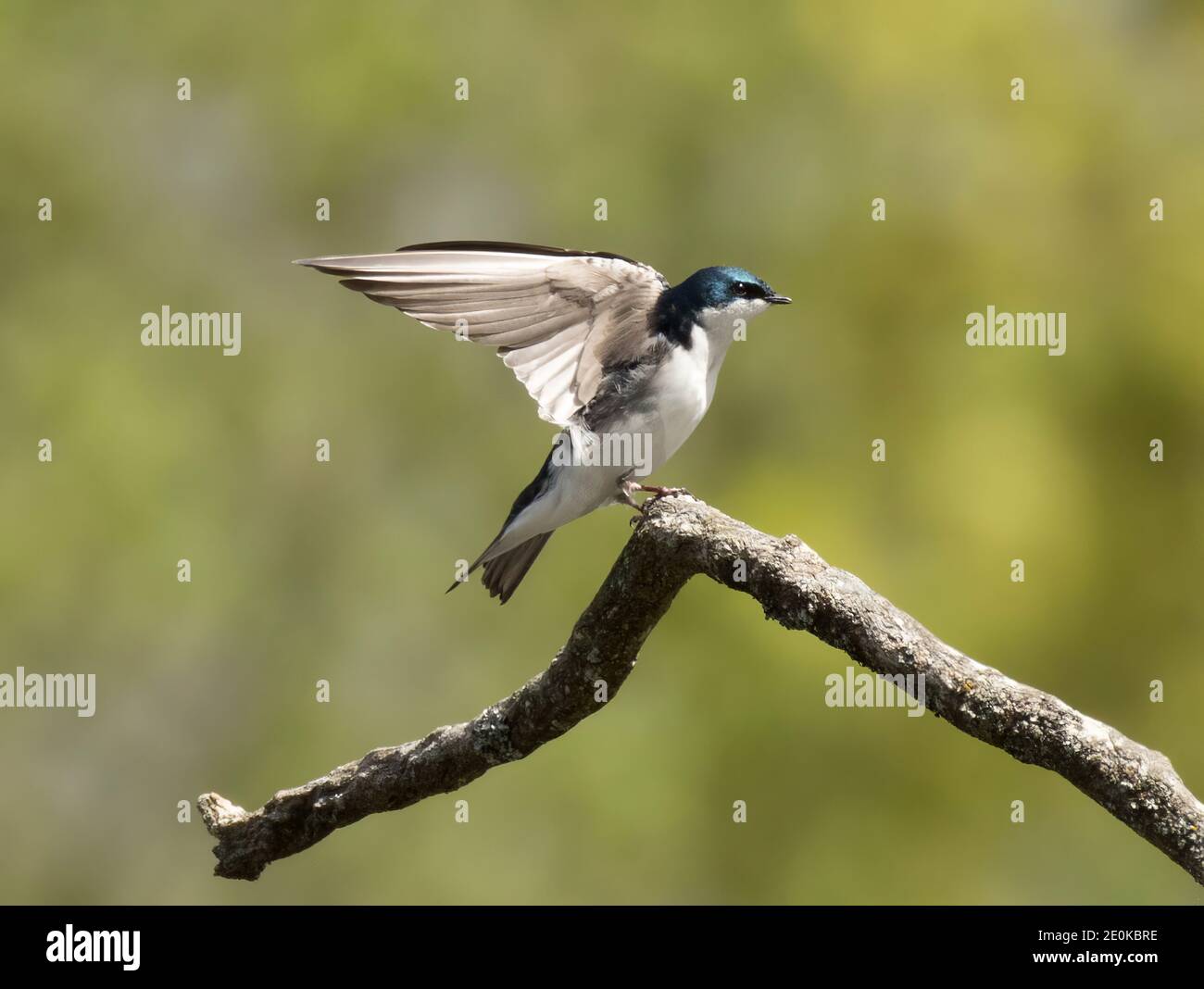 Tree Swallow alighting on a branch. Stock Photo
