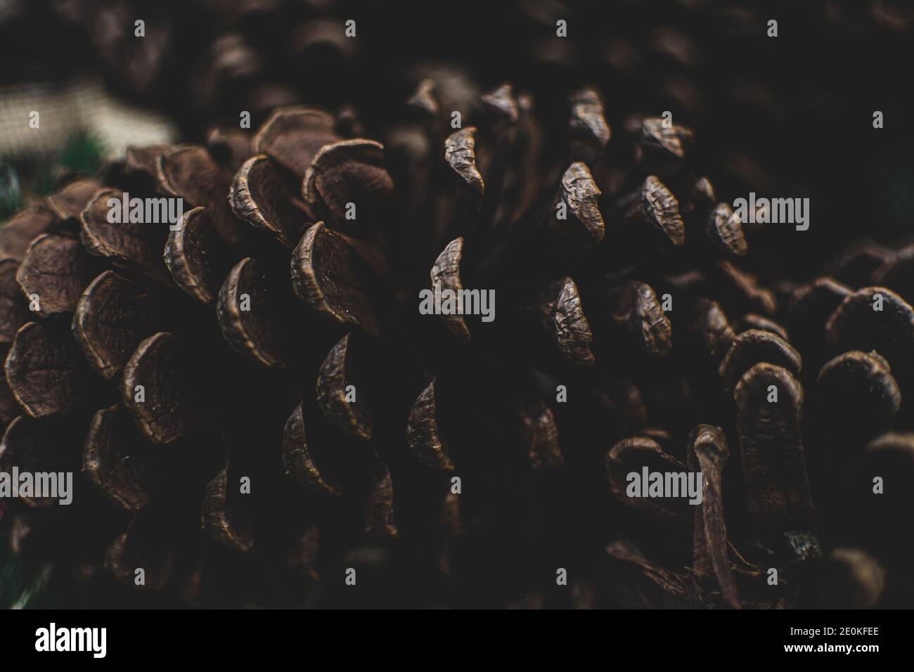Pine cone close up hi-res stock photography and images - Alamy