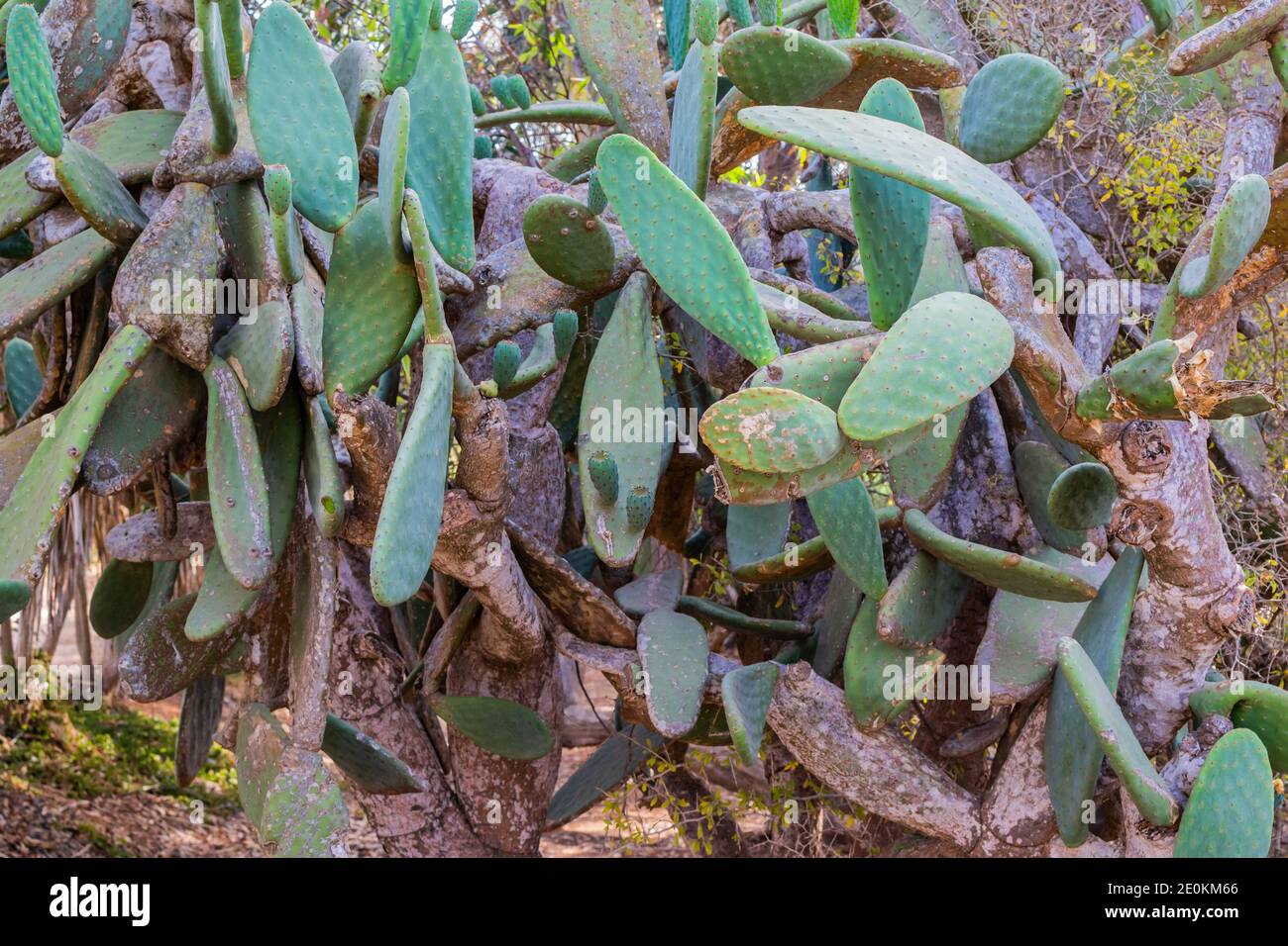 Prickly Pear Cactus grows in Cyprus. Opuntia, ficus-indica, Indian fig opuntia, barbary fig Stock Photo