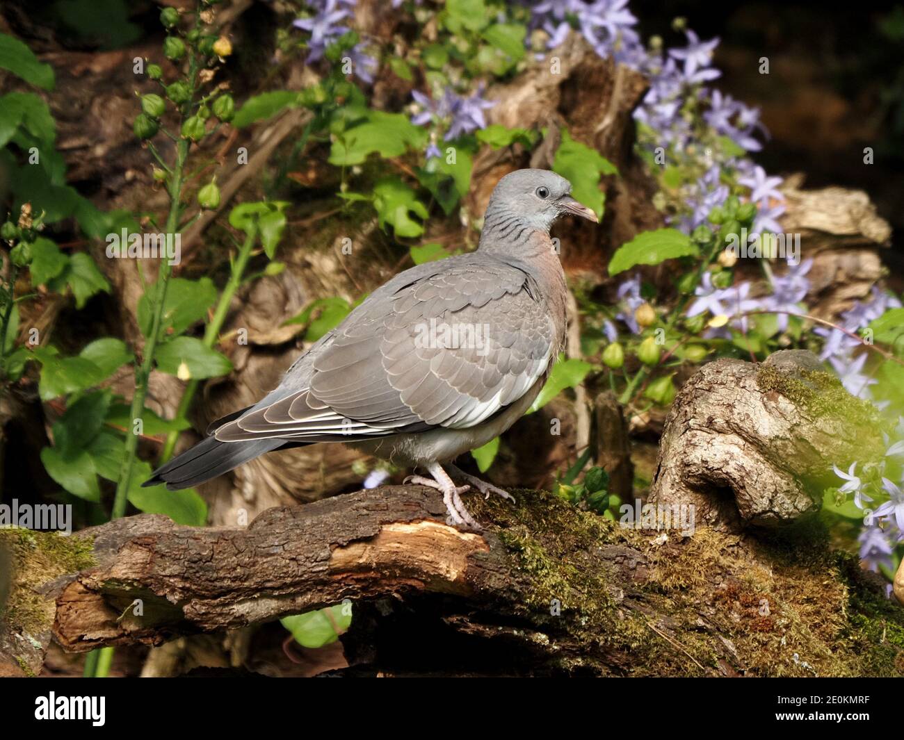 Juvenile wood pigeon hires stock photography and images Alamy
