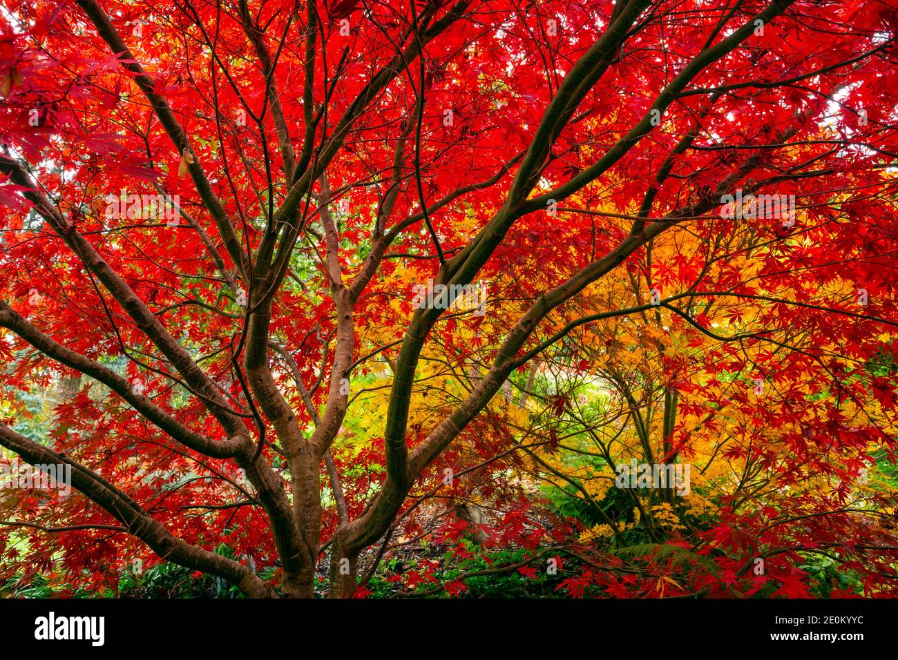 WA18962-00...WASHINGTON - Colorful leaves found on an autumn stroll through Kubota Garden, a Seattle city park. Stock Photo