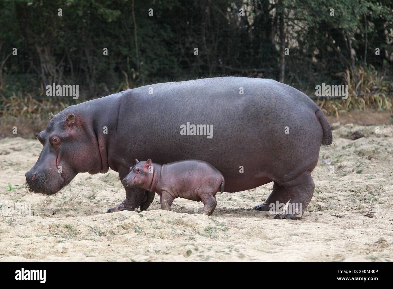 A seven-day-old hippopotamus is pictured next to his mother, Kara, aged 21,  at 'Planet sauvage' (wild planet) zoo in Port-Saint-Pere, near Nantes,  western France on September 14, 2012. Photo by Laetitia  Notarianni/ABACAPRESS.COM