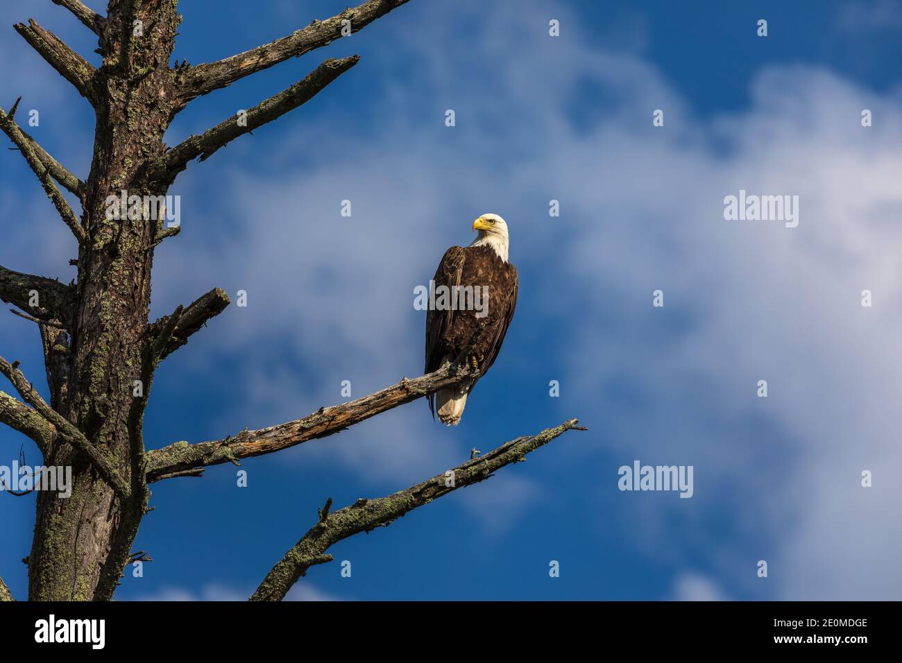 Bald eagle perched on a snag in northern Wisconsin. Stock Photo