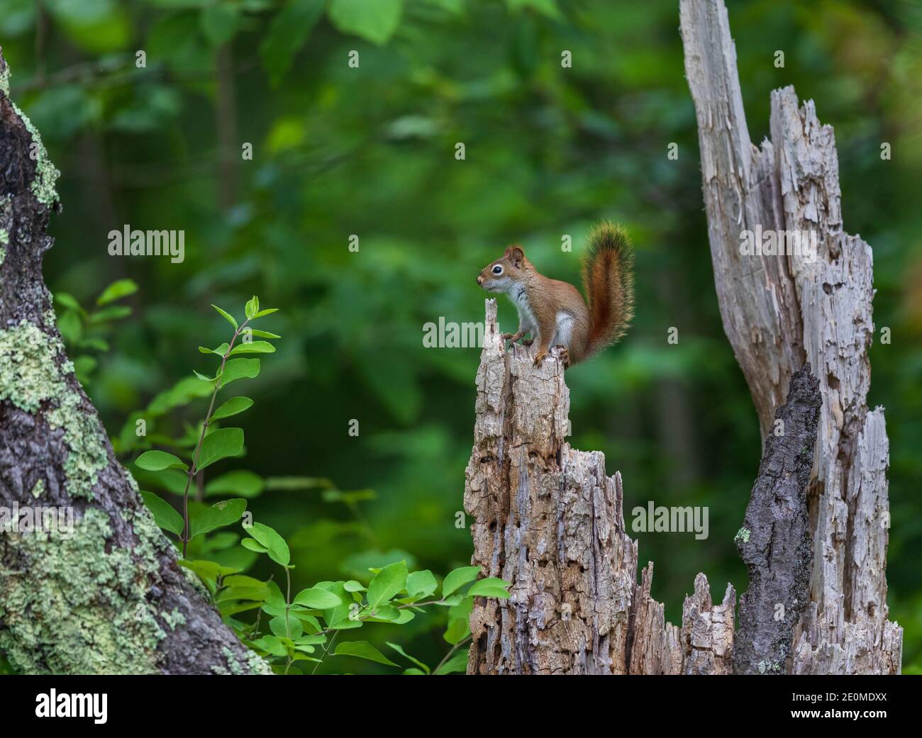 Red squirrel in a northern Wisconsin woodland. Stock Photo