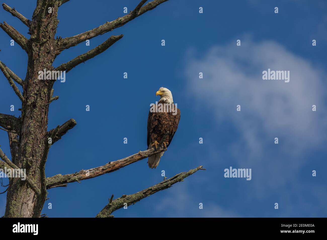 Bald eagle perched on a snag in northern Wisconsin. Stock Photo