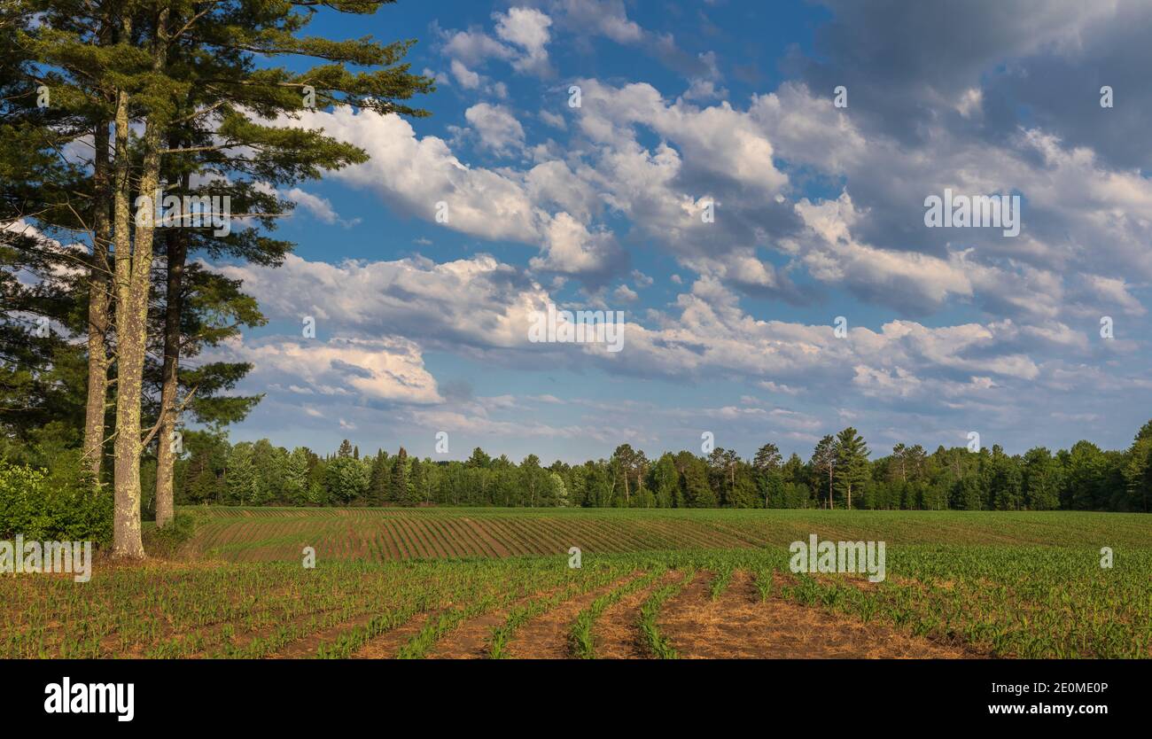 Corn field in northern Wisconsin. Stock Photo