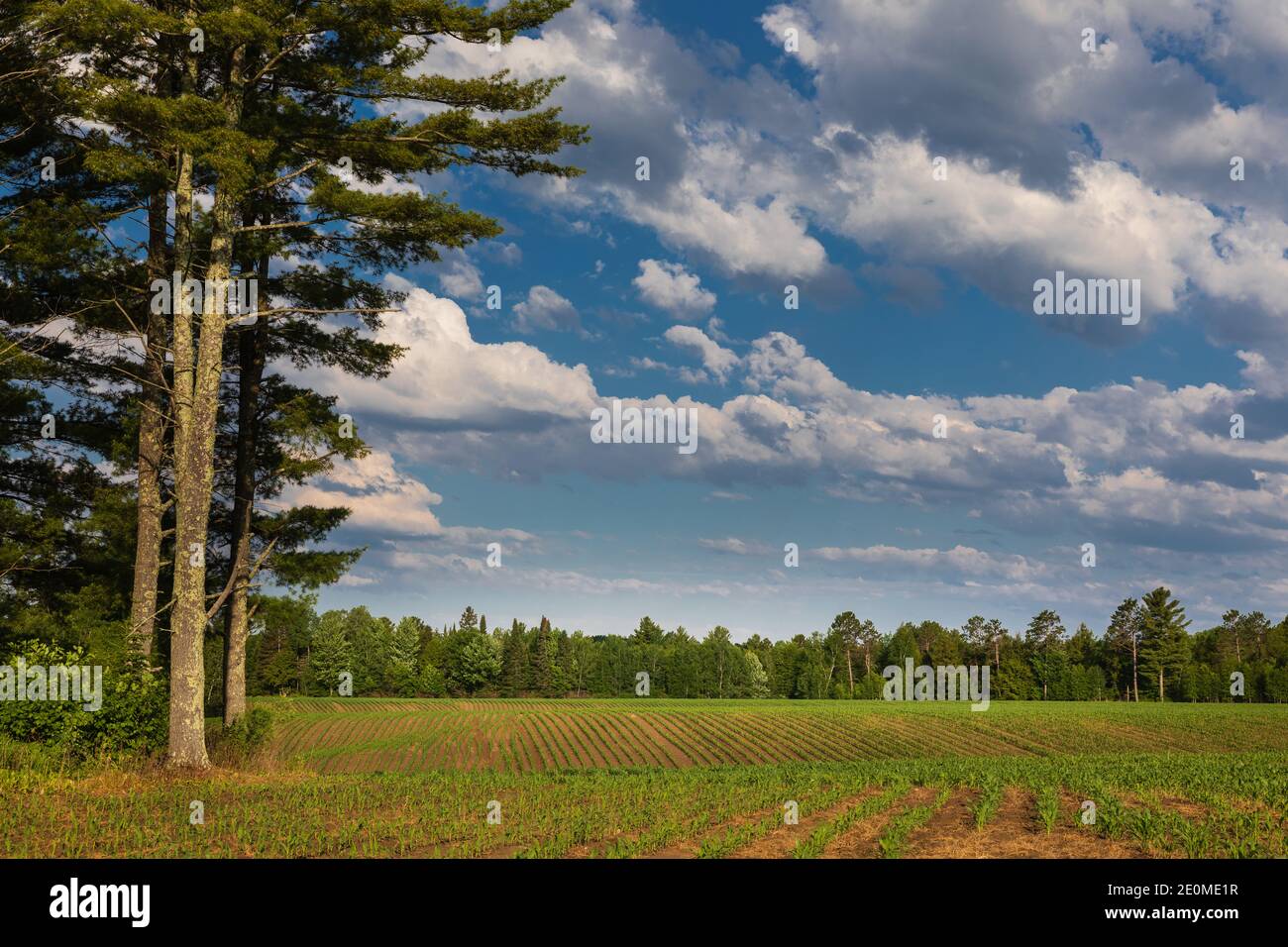 Corn field in northern Wisconsin. Stock Photo