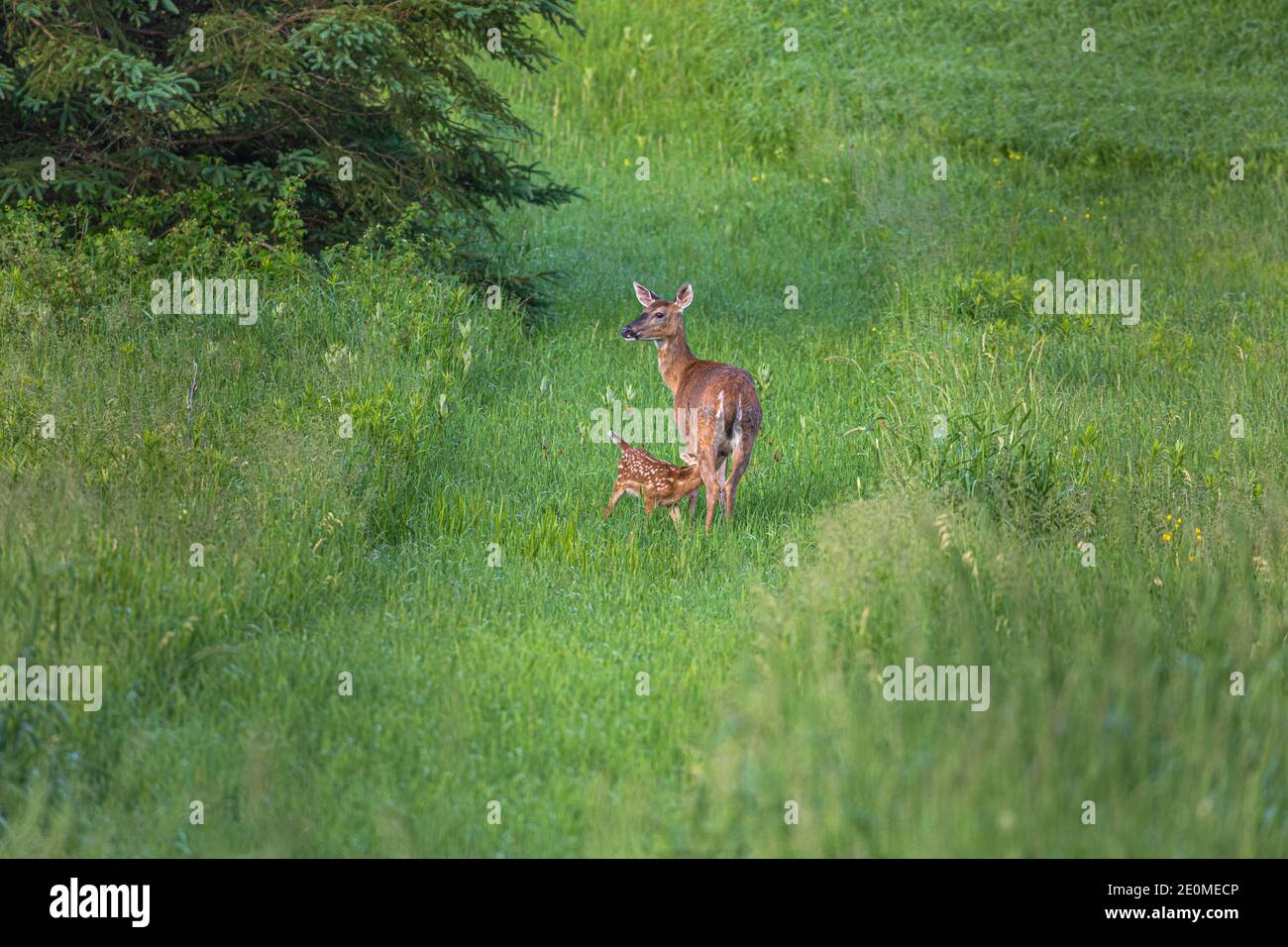 Whitetailed doe and her fawn in a northern Wisconsin field Stock Photo