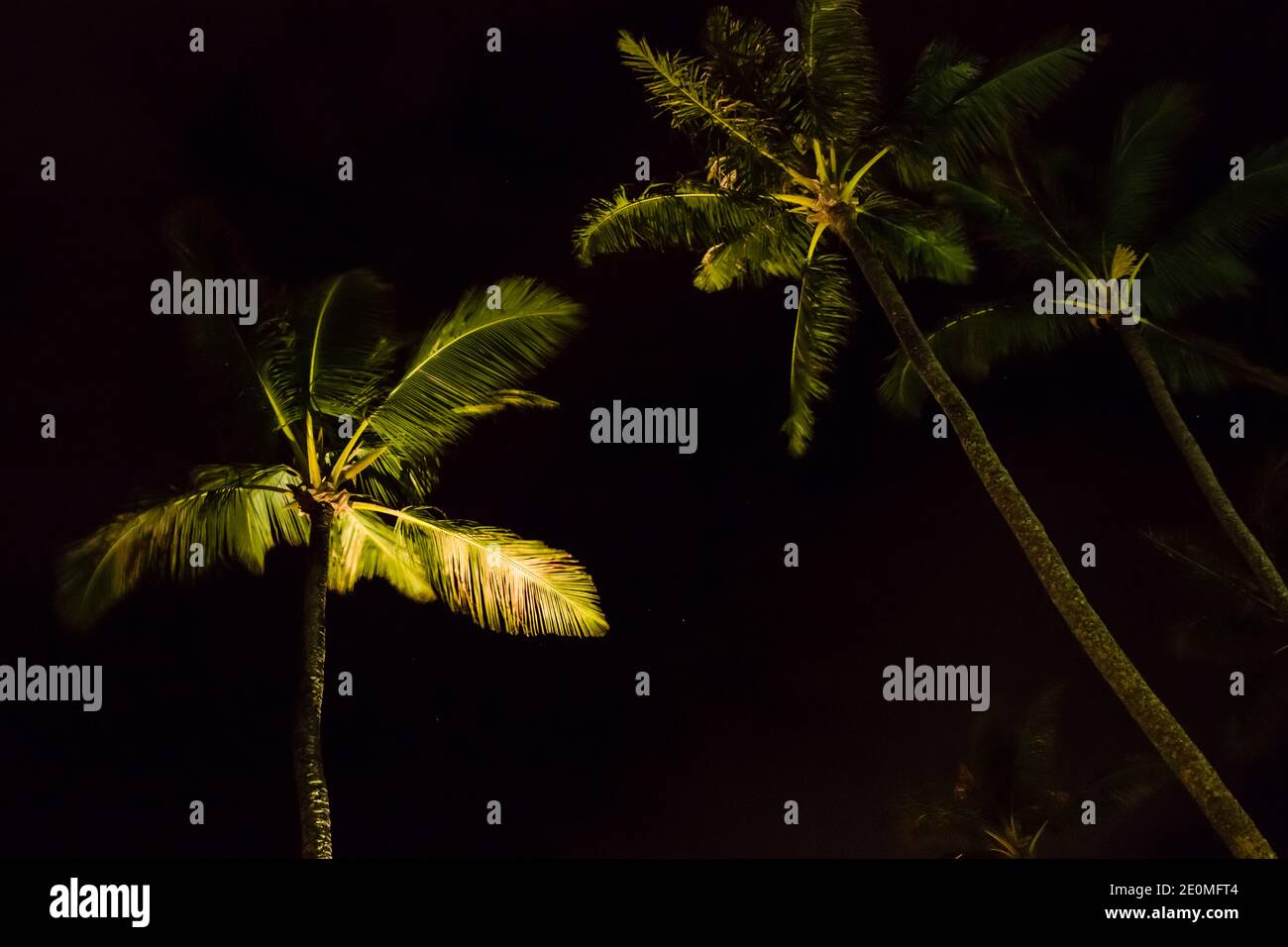 Maui, Hawaii, Magical Maui Nights, Napili Palm Trees Swaying in the Tropical Breezes Stock Photo