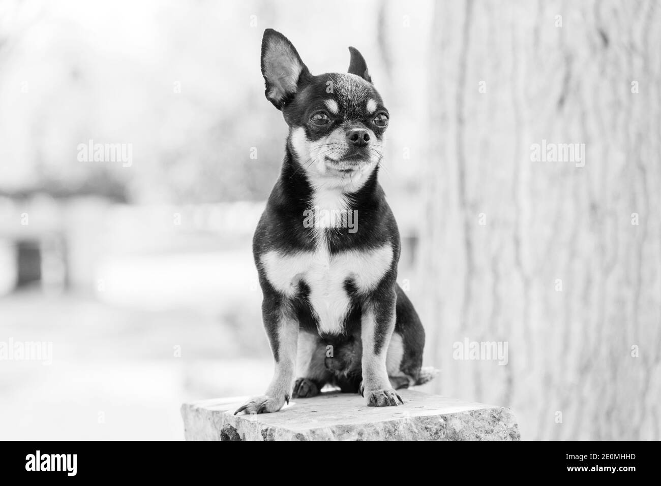 dog Chihuahua walks on the street. Chihuahua dog for a walk. Chihuahua black, brown and white. puppy Stock Photo