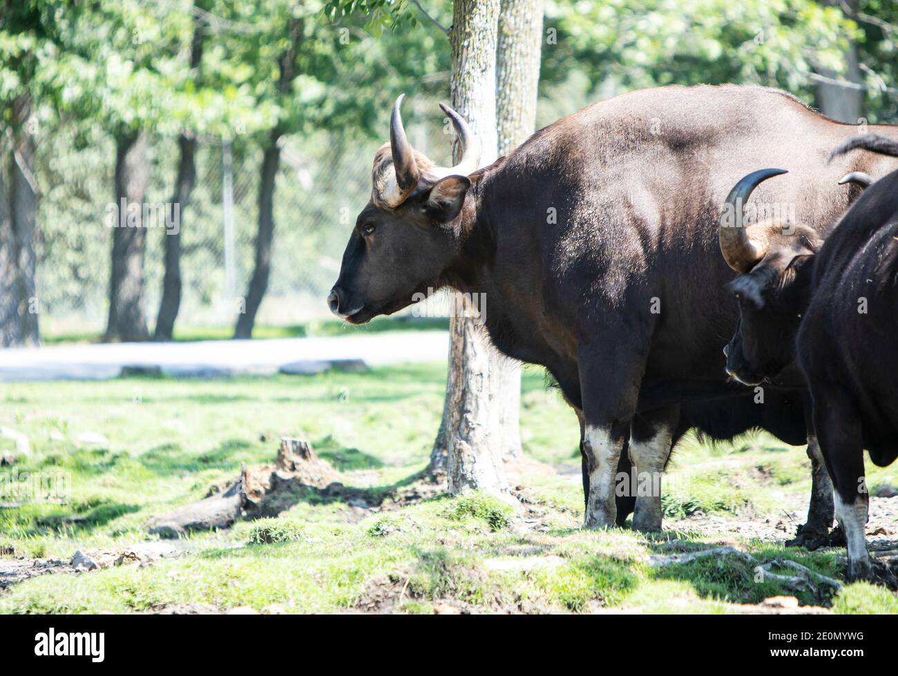 Big gaur in beautiful landscape. Hairy cow wild animal in nature. The Year  of the Ox, cattle or water buffalo in 2021. Gaur family in America or Canad  Stock Photo - Alamy