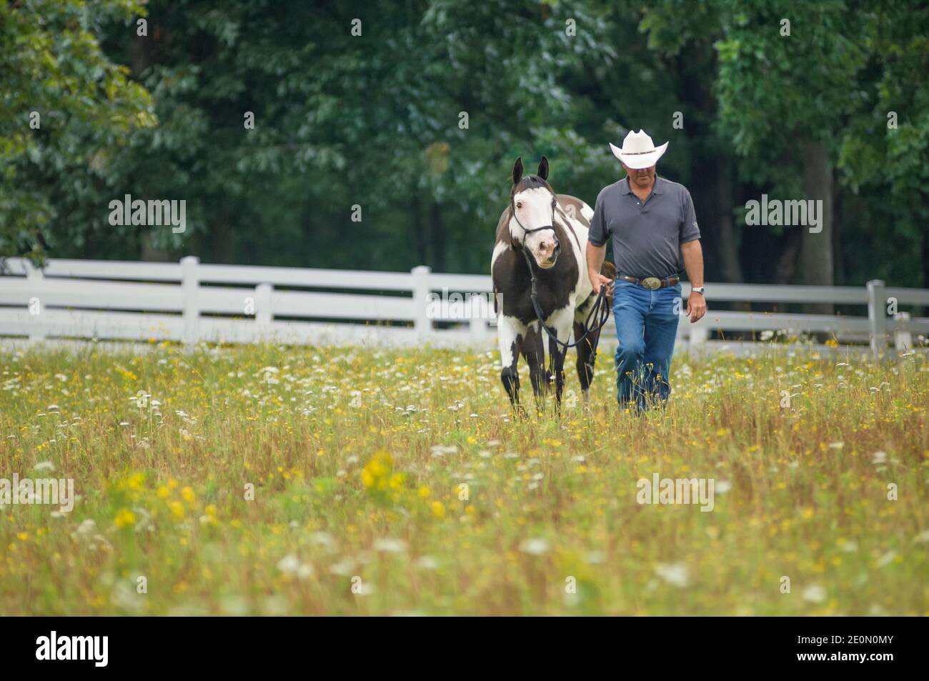 Man walking with Paint Quarter Horse in wildflower covered paddock Stock Photo