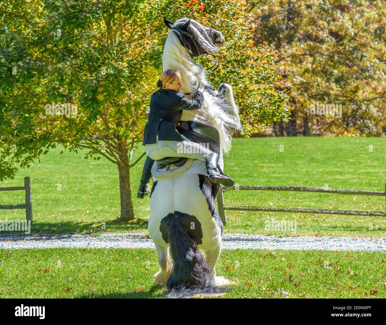Gypsy Vanner Horse rearing up with rider about to bail Stock Photo