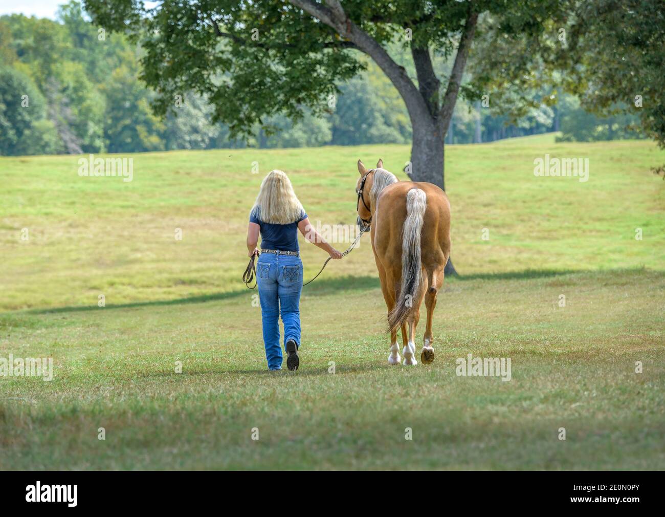 Woman leading Quarter Horse stallion across open green paddock Stock